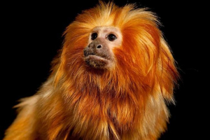 Лев іграшки - мавпи-красуні на межі вимирання Лев іграшки - мавпи-красуні на межі вимирання